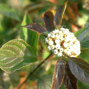 Cornus alba 'Kesselringii'