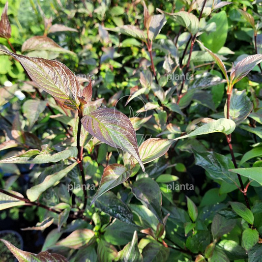 Cornus alba 'Kesselringii'