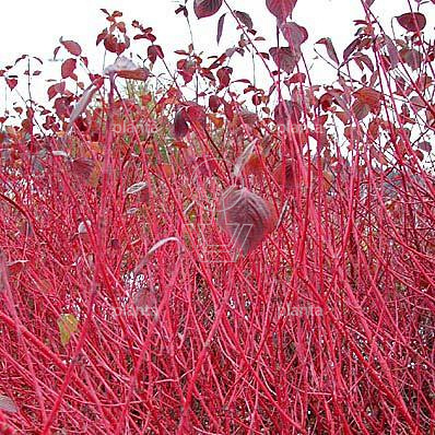 Cornus alba 'Sibirica'