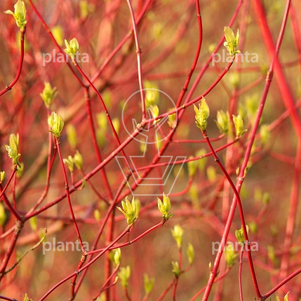 Cornus alba 'Sibirica'