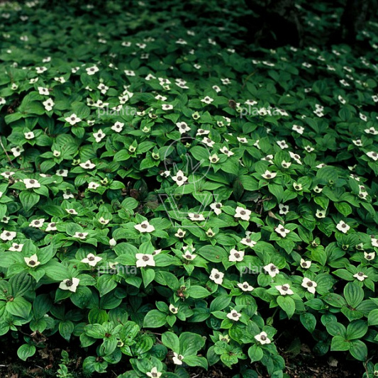 Cornus canadensis