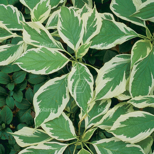 Cornus controversa 'Variegata'
