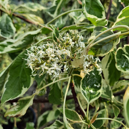 Cornus controversa 'Variegata'