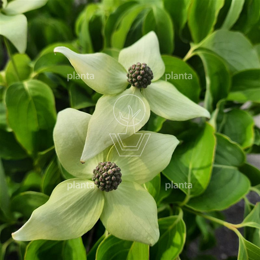 Cornus kousa 'China Girl'