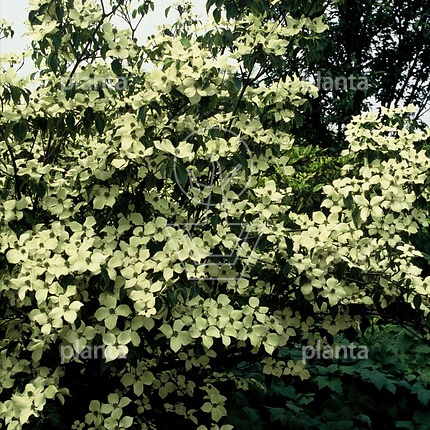Cornus kousa 'China Girl'