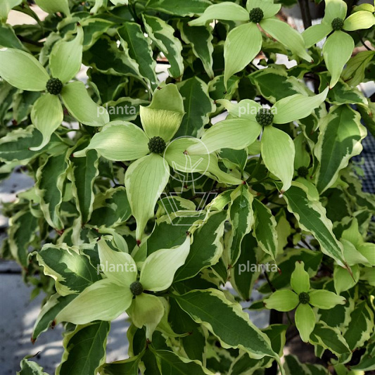 Cornus kousa 'Pevé Limbo'