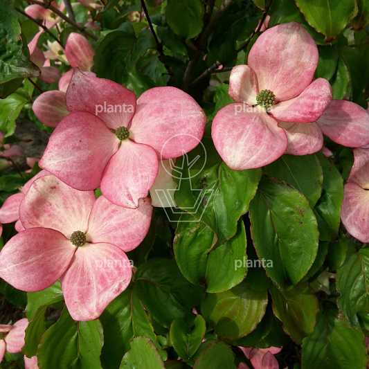 Cornus kousa 'Satomi'