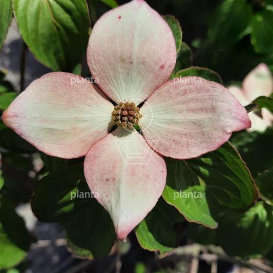 Cornus kousa 'Satomi'