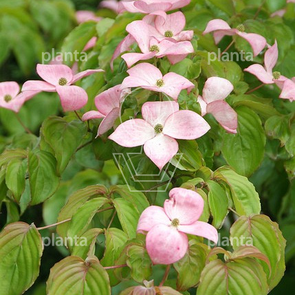 Cornus kousa 'Satomi'