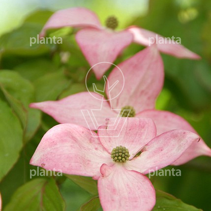Cornus kousa 'Satomi'