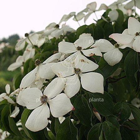 Cornus kousa 'Weisse Fontaine'