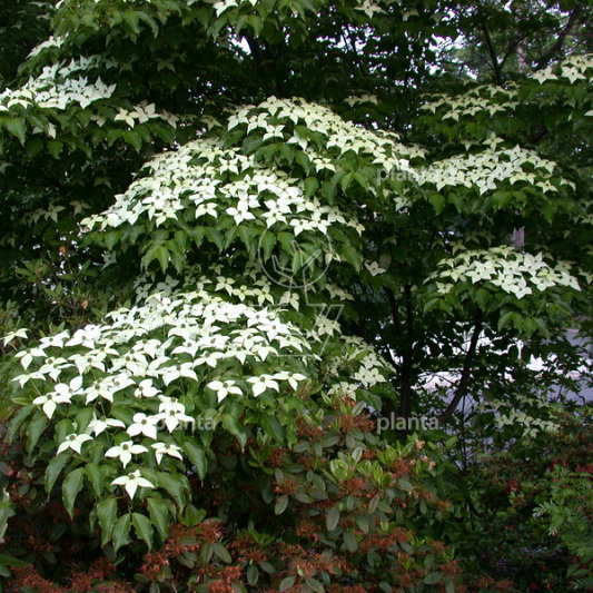 Cornus kousa chinensis