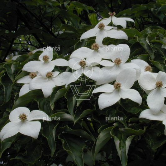 Cornus kousa chinensis