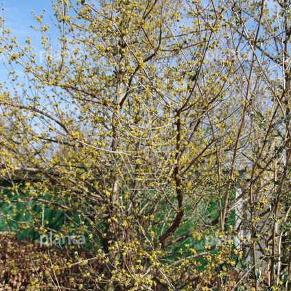 Cornus officinalis 'Robin's Pride'