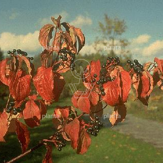 Cornus sanguinea