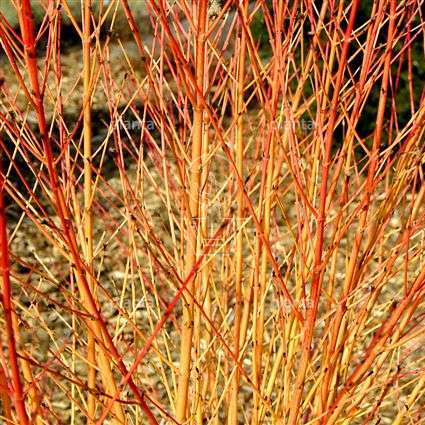 Cornus sanguinea