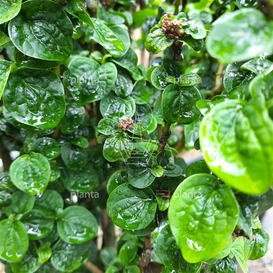 Cornus sanguinea 'Compressa'