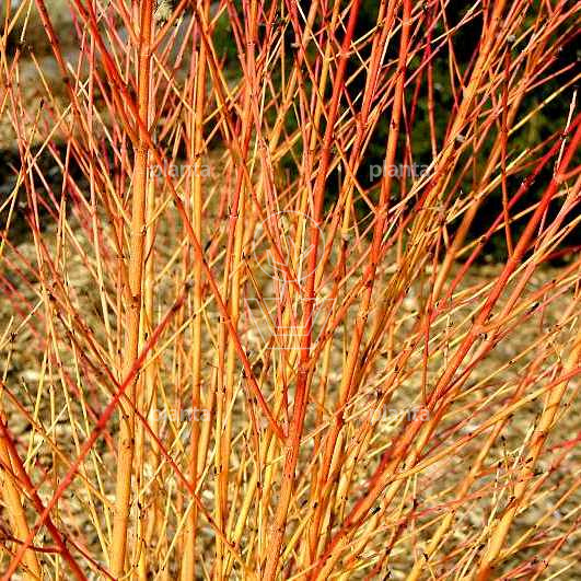 Cornus sanguinea 'Midwinter Fire'