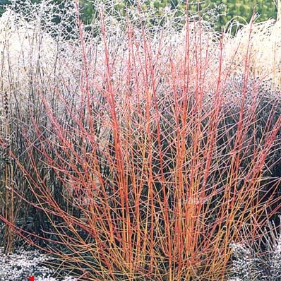 Cornus sang. 'Winter Beauty'