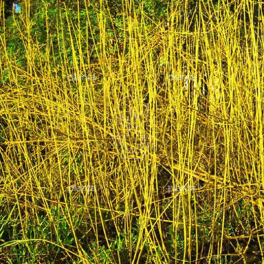 Cornus sericea 'Flaviramea'