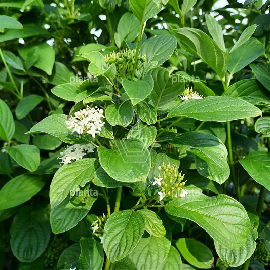 Cornus sericea 'Flaviramea'