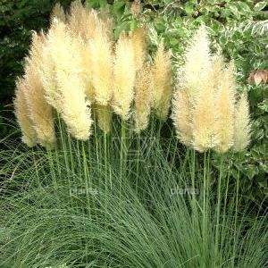 Cortaderia selloana 'Mini Pampas'