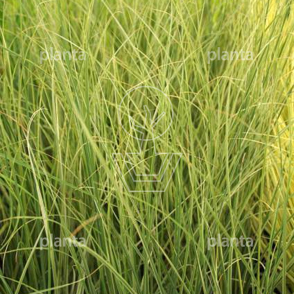 Cortaderia selloana 'Mini Silverpampas'