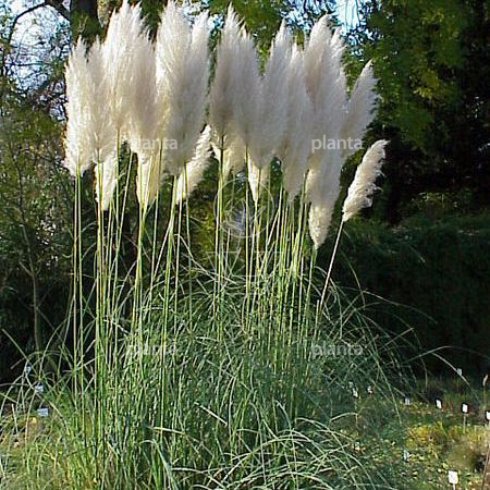 Cortaderia selloana 'Pumila'