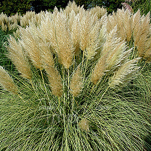 Cortaderia selloana 'Splendid Star'