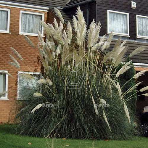 Cortaderia selloana