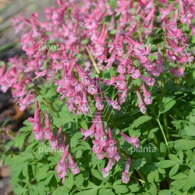 Corydalis solida 'Beth Evans'