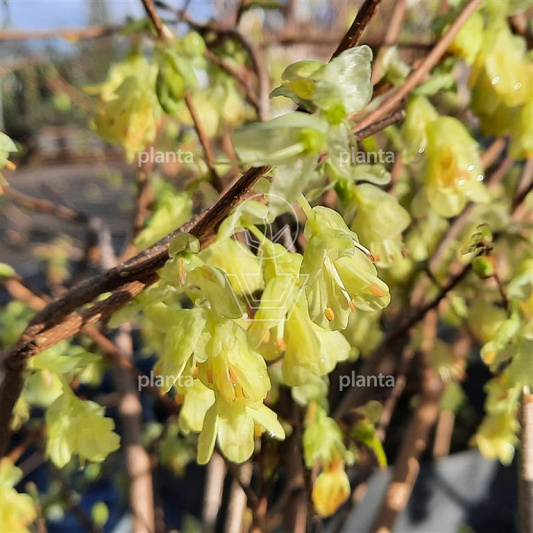 Corylopsis pauciflora