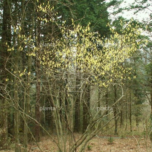 Corylopsis spicata