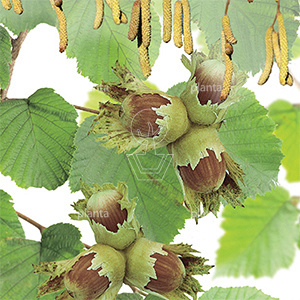 Corylus avellana 'Cosford'