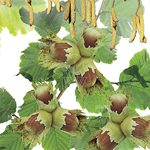 Corylus avellana 'Halle'sche Riesen'