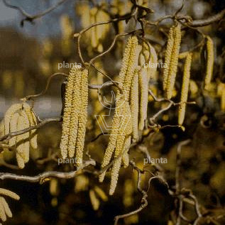 Corylus a. 'Contorta'