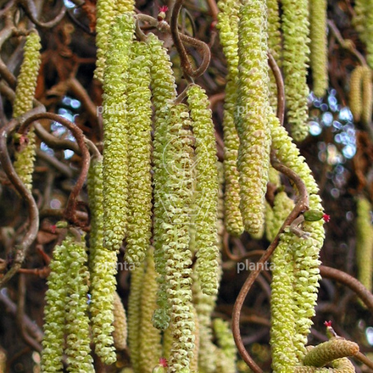 Corylus a. 'Contorta'