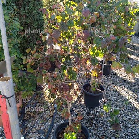 Corylus avellana 'Red Majestic'