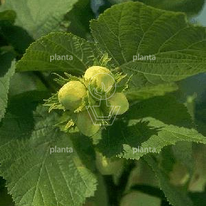 Corylus avellana