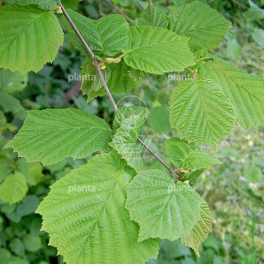 Corylus avellana