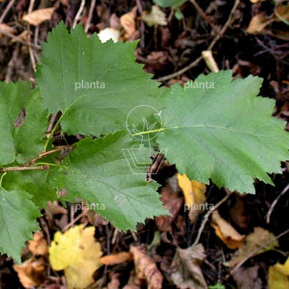 Corylus colurna