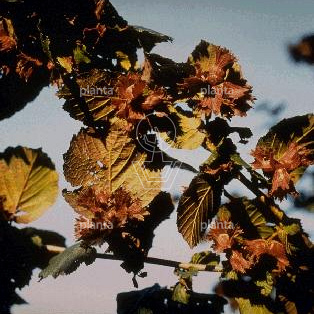 Corylus maxima 'Purpurea'