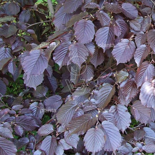 Corylus maxima 'Purpurea'