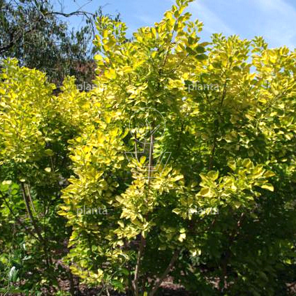 Cotinus coggygria 'Golden Spirit'