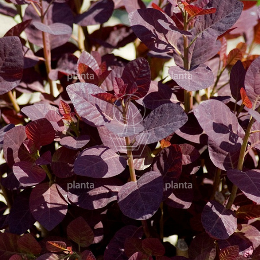 Cotinus coggygria 'Royal Purple'