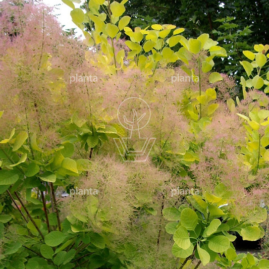 Cotinus cog. 'Young Lady'