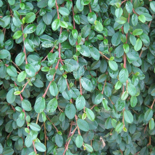 Cotoneaster dammeri