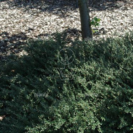 Cotoneaster microphyllus