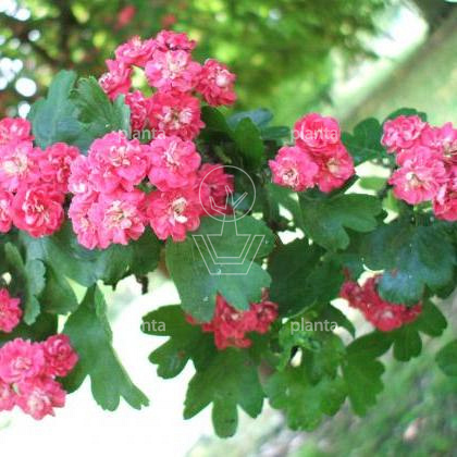 Crataegus laevigata 'Paul's Scarlet'
