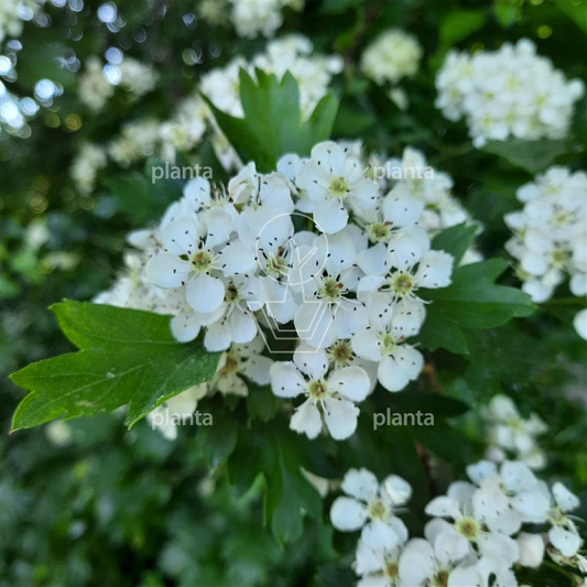 Crataegus monogyna